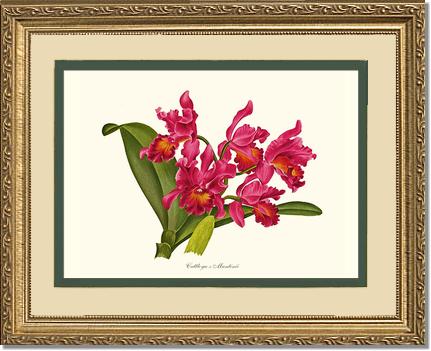 Cattleya martinii | Orchid Wall Art Print