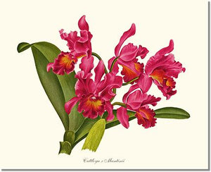 Orchid Print: Cattleya martinii