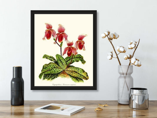 Cypripendum lawrence regnieri | Orchid Wall Art Print
