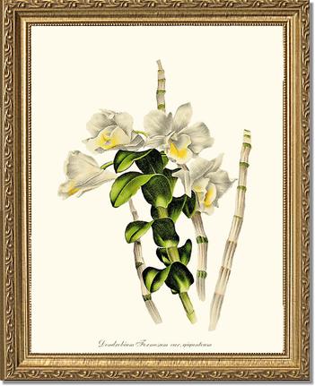 Dendrobium formosum | Orchid Wall Art Print