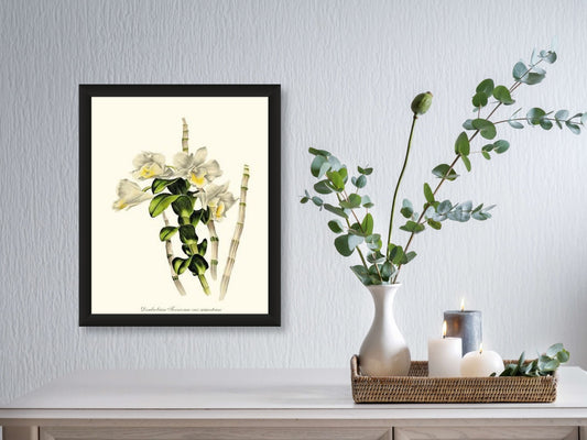 Dendrobium formosum | Orchid Wall Art Print