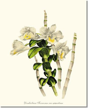Orchid Print: Dendrobium formosum