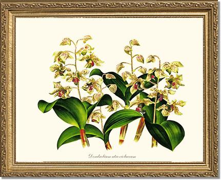 Dendrobium atroviolaceum | Orchid Wall Art Print