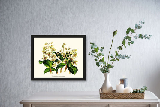 Dendrobium atroviolaceum | Orchid Wall Art Print