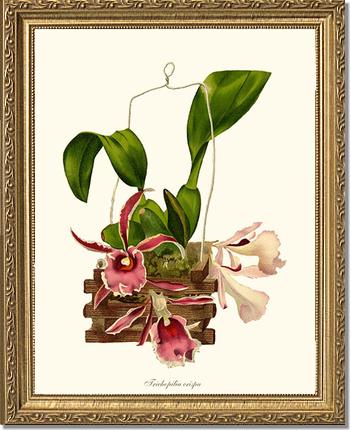 Trichopilia crispa | Orchid Wall Art Print