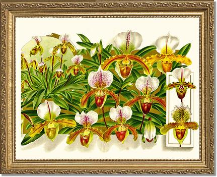 Cypripedium leeanum | Orchid Wall Art Print