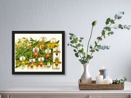 Cypripedium leeanum | Orchid Wall Art Print