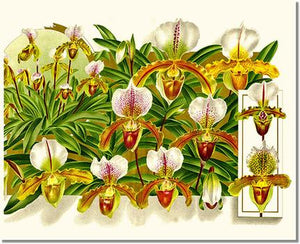Orchid Print: Cypripedium leeanum