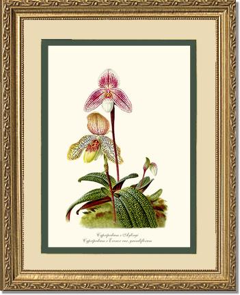 Cypripedium aylingi evenor | Orchid Wall Art Print