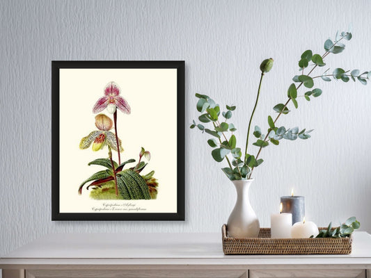 Cypripedium aylingi evenor | Orchid Wall Art Print