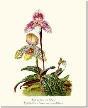 Orchid Print: Cypripedium aylingi evenor