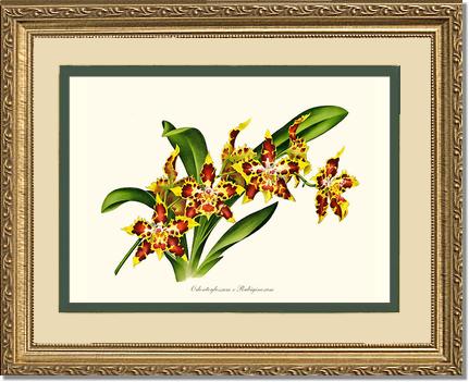 Odontoglossum rubiginosum | Orchid Wall Art Print