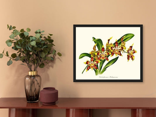 Odontoglossum rubiginosum | Orchid Wall Art Print