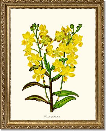 Vanda spathulata | Orchid Wall Art Print