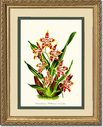 Odontoglossum wilckeanum | Orchid Wall Art Print