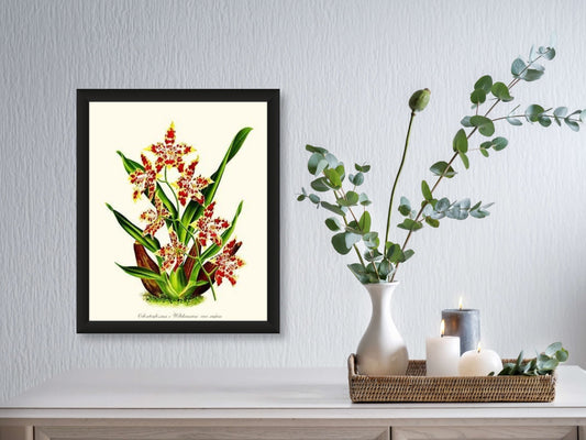 Odontoglossum wilckeanum | Orchid Wall Art Print