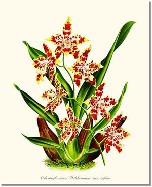 Orchid Print: Odontoglossum wilckeanum