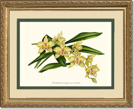 Odontoglossum crispum citratum | Orchid Wall Art Print