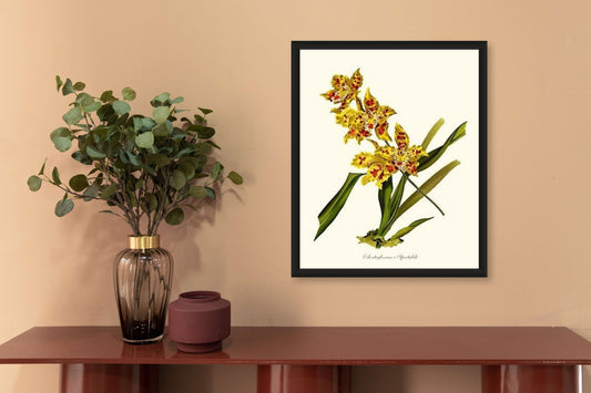 Odontoglossum spectabile | Orchid Wall Art Print