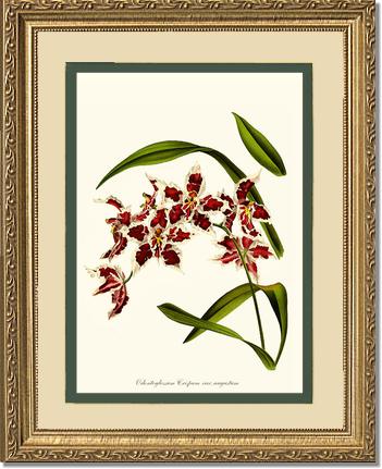Odontoglossum crispum | Orchid Wall Art Print