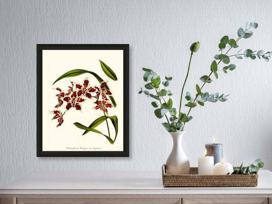 Odontoglossum crispum | Orchid Wall Art Print
