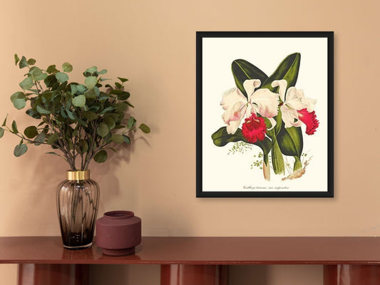 Cattleya trianae | Orchid Wall Art Print