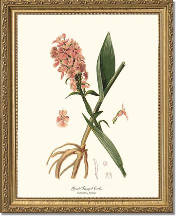 Great Fringed Orchis | Orchid Wall Art Print