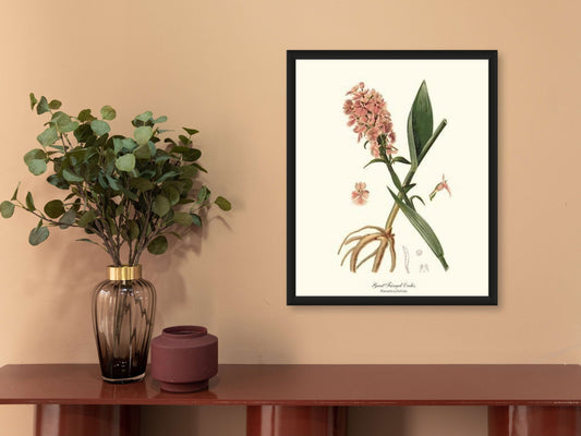 Great Fringed Orchis | Orchid Wall Art Print