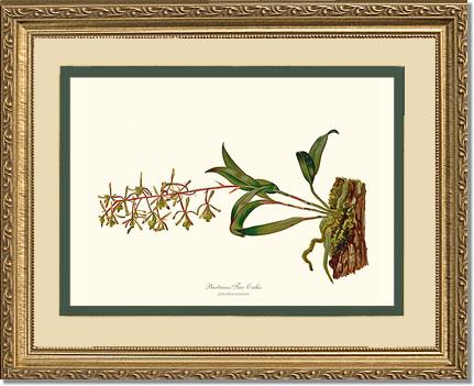 Bartrams Tree Orchis | Orchid Wall Art Print