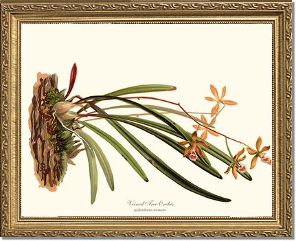 Veined Tree-Orchis | Orchid Wall Art Print