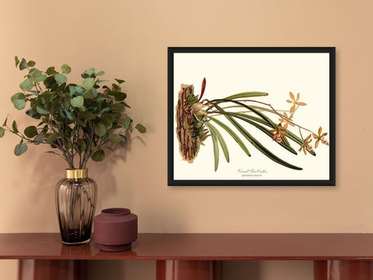 Veined Tree-Orchis | Orchid Wall Art Print