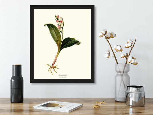 Showy Orchis Preacher in Pulpit | Orchid Wall Art Print