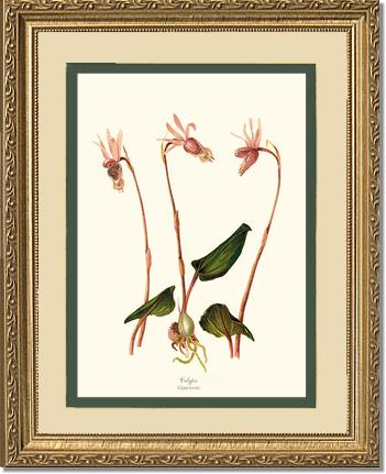 Calypso-Calypso borealis | Orchid Wall Art Print