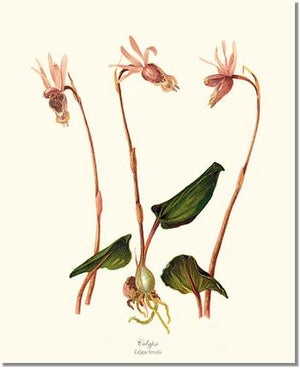 Orchid Print: Calypso-Calypso borealis