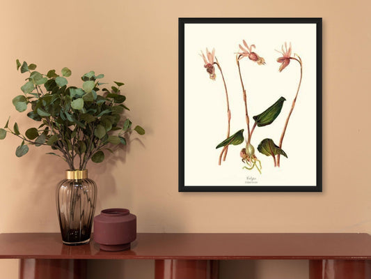 Calypso-Calypso borealis | Orchid Wall Art Print