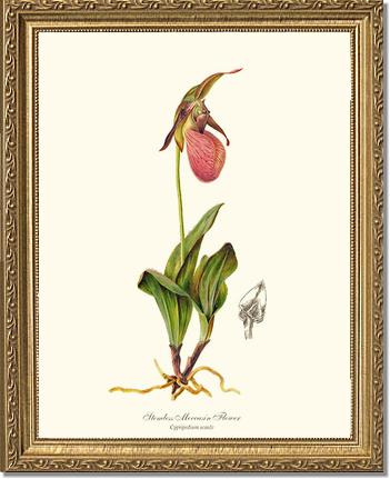 Stemless Moccasin | Orchid Wall Art Print