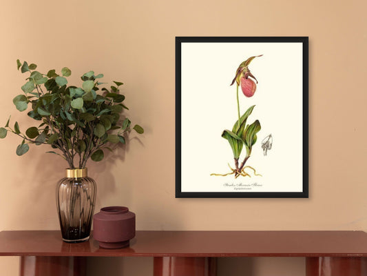 Stemless Moccasin | Orchid Wall Art Print
