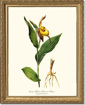 Large Yellow Moccasin | Orchid Wall Art Print