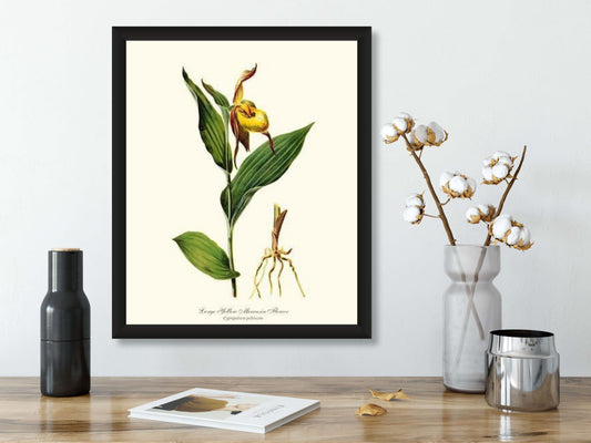 Large Yellow Moccasin | Orchid Wall Art Print
