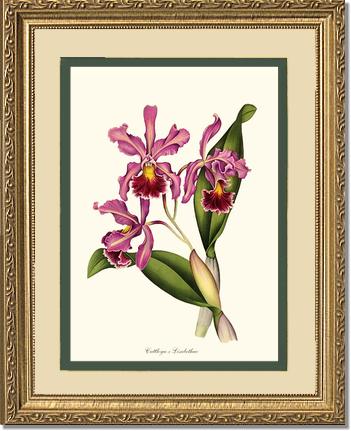 Cattleya Elisabethae | Orchid Wall Art Print