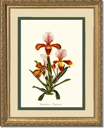 Cypripedium Drapsianum | Orchid Wall Art Print