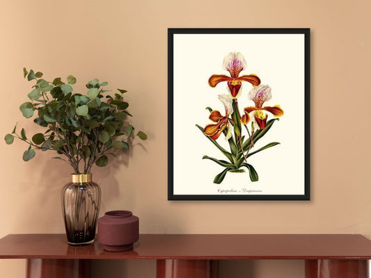 Cypripedium Drapsianum | Orchid Wall Art Print
