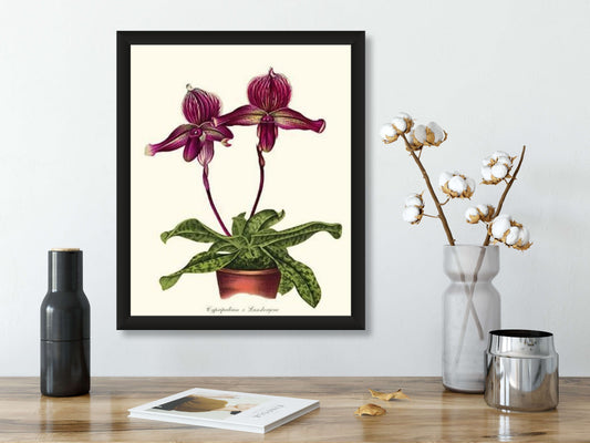 Cypripedium Lansbergeae | Orchid Wall Art Print