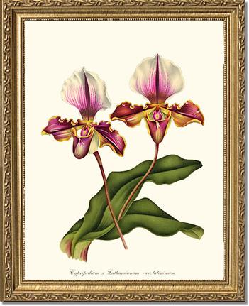 Cypripedium lathamianum | Orchid Wall Art Print