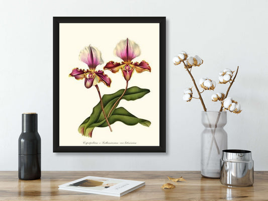 Cypripedium lathamianum | Orchid Wall Art Print