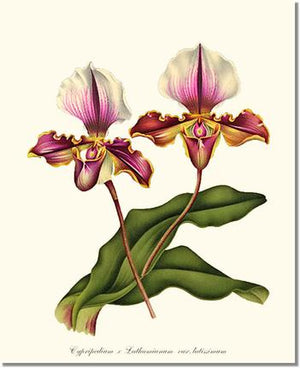 Orchid Print: Cypripedium lathamianum