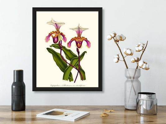 Cypripedium albertianum | Orchid Wall Art Print