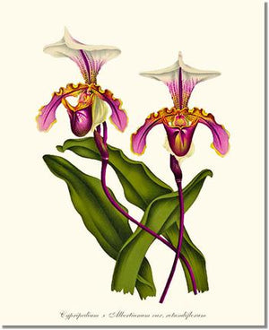 Orchid Print: Cypripedium albertianum