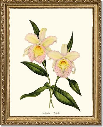 Sobralia veitchi | Orchid Wall Art Print