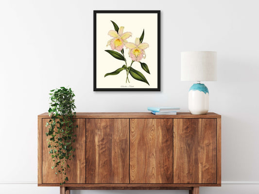 Sobralia veitchi | Orchid Wall Art Print